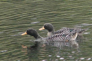 Thair salvadori Thair salvadori